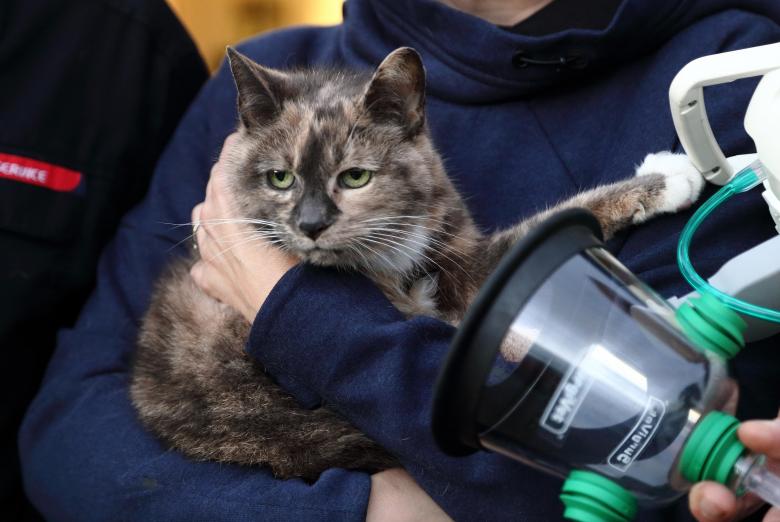 Harriet the cat - first to be revived by the new pet oxygen mask in Shropshire by firefighters from Shropshire Fire and Rescue Service