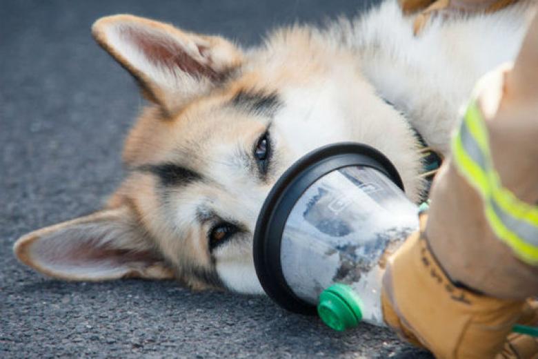dog wearing oxygen mask
